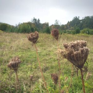 fr-02 field recordings sample library by go outside